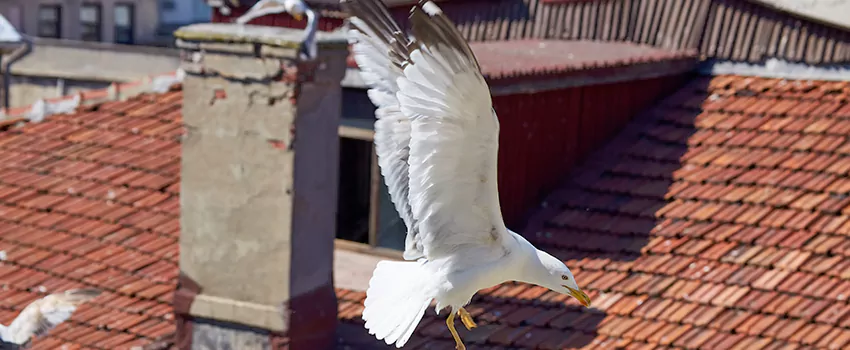 Residential Chimney Animal Removal Solution in Onalaska, WI
